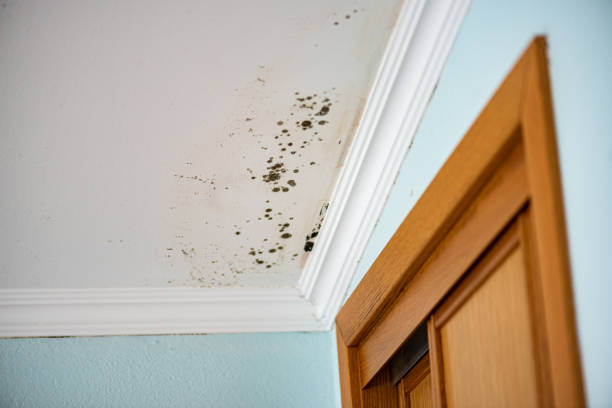 Best Basement Mold Removal  in Danville, IN